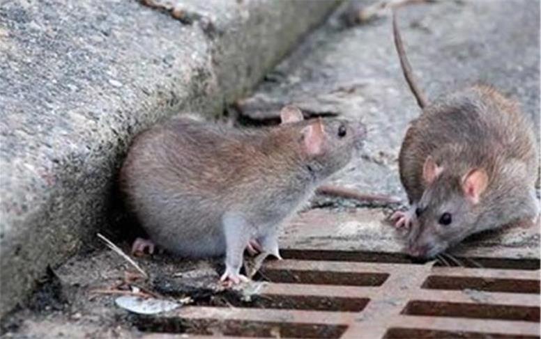 دلیل زیاد شدن موش‌ها در تهران چیست؟ کدام مناطق تهران بیشتر در معرض این خطرند