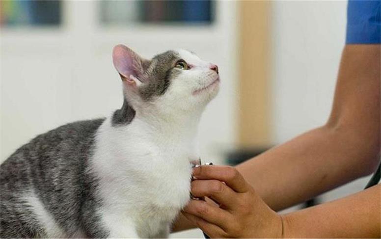ممنوعیت ورود حیوانات به مراکز تهیه و توزیع غذا