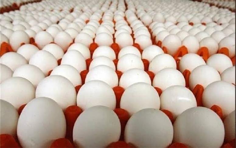 اعلام قیمت واقعی تخم‌مرغ / مرادی: تخم‌مرغ را ۴۰ هزار تومان ارزان‌تر از بهای تمام شده می‌فروشیم