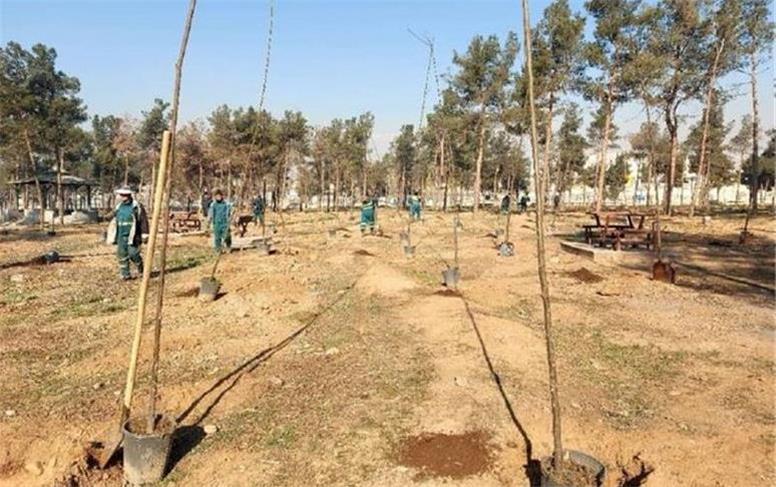 قطع و جایگزینی ۳۵ هزار اصله درخت در پارک سرخه حصار