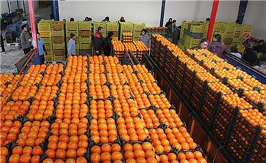 عرضه میوه شب عید ۱۰ درصد زیر قیمت بازار