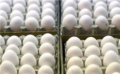 چرا تخم‌مرغ گران شد؟