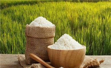 راهکارهای اجراییِ وزارت جهاد کشاورزی برای افزایش تولید برنج