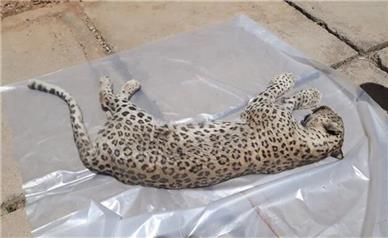 کشف لاشه یک قلاده پلنگ در نوشهر +عکس
