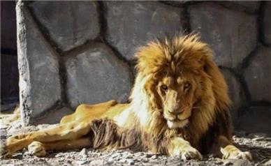 یک عکس جنجالی دیگر از شیرِ نزارِ باغ وحش مشهد!