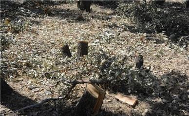 قطع ۶۰ درخت یک بوستان در محله داوودیه تهران
