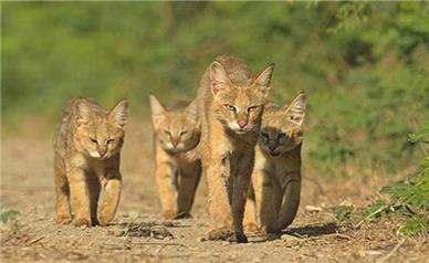 3 توله گربه جنگلی به محیط زیست استان گیلان تحویل شد + فیلم