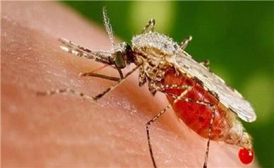 نگرانی از ورود مالاریا به کشور