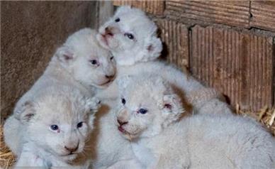 حال هر ۴ توله شیر نادر کرج خوب است