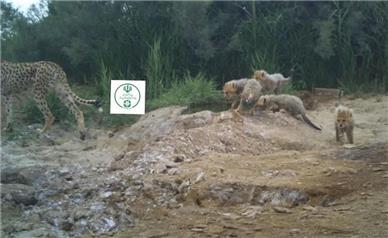 ثبت تصویر پنج قلاده یوزپلنگ در توران