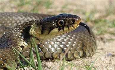 اظهارنظرها درباره مشاهده مار غول پیکر در گیلان