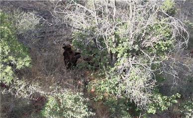 مشاهده دو قلاده خرس قهوه‌ای در الموت