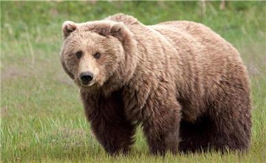 حمله خرس به یک دامدار ۶۰ساله