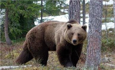 آمار بی‌سابقه حمله خرس‌ها به مردم در ژاپن