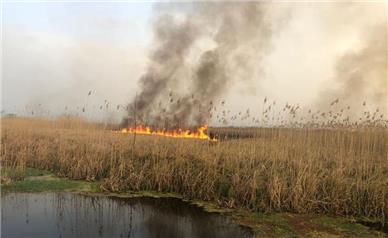 آتش‌سوزی در تالاب هویزه/ خوزستان پر از «دود» شد!