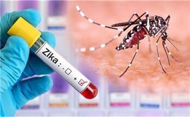 ویروس «زیکا» چیست؟/ علائم و نشانه‌ها