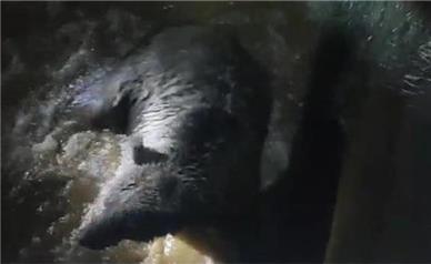 نجات یک قلاده خرس از یک استخر آبِ شمیرانات