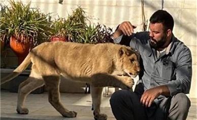 نگهداری غیرقانونی توله شیر توسط یکی از ورزشکاران/ پرونده مفتوح است