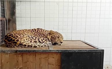 آخرین وضعیت پلنگ زنده‌گیری‌شده در دماوند