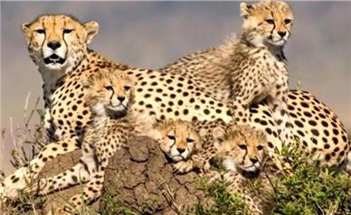 باقی ماندن تنها ١٧ قلاده یوزپلنگ آسیایی در جهان/ همه در ایران زیست می‌کنند