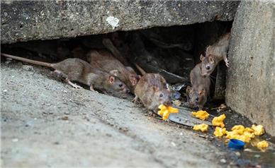 لزوم مبارزه با موش‌های پایتخت در آستانه فصل گرما