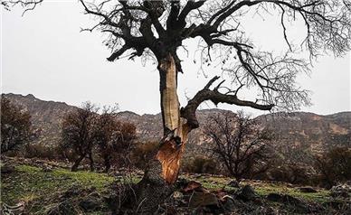 یک فعال محیط زیست: سوزاندن «جنگل‌های زاگرس» عمدی‌ست
