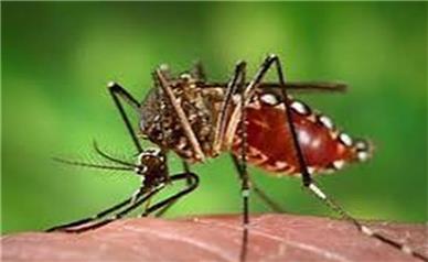هشدار: آمار مبتلایان به تب دِنگی افزایش یافت