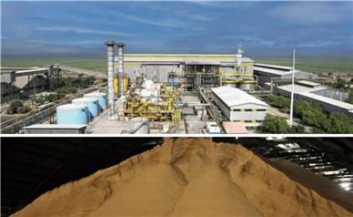 ثبت تولید بی‌سابقه بیش از ۱۱۵ هزار تن شکر خام در آغاز سال جدید