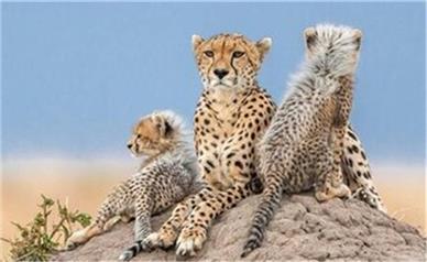 آمار یوزپلنگ‌های ماده در طبیعت توران