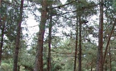 جایگزینی درختان آلوده‌ی بوستان سرخه‌حصار تهران با نهال‌های تازه