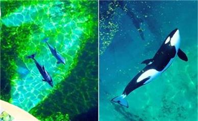 وضعیت بحرانی دو نهنگ قاتل در فرانسه/ عکس