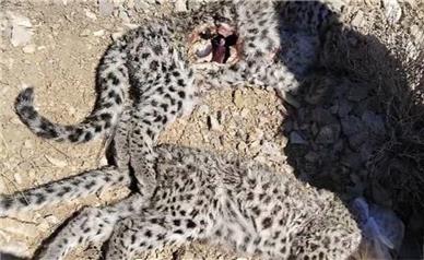 کشف لاشه ۲ توله پلنگ ایرانی در کرمان