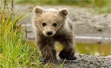 از خرس پارک پردیسان 2 روز است خبری نیست!