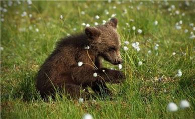 خرس مفقودی پارک پردیسان هنوز پیدا نشده؛ عملیات جستجوی شبانه با پهپاد