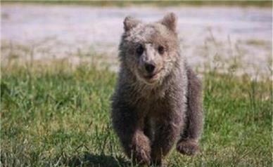 وضعیت نامعلوم توله خرس گم شده پارک پردیسان پس از ۵ روز