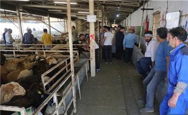 عید قربان گوسفند از کجا بخریم؟