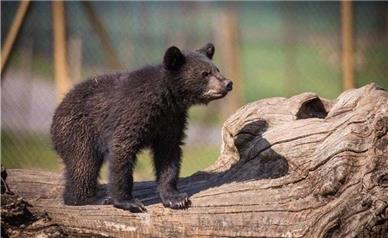 فقدان یک دوربین مداربسته!/ توله خرس بی مادر را از پارک پردیسان دزدیده اند؟