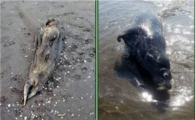اتفاق تلخ: لاشه دو فوک خزری در سواحل مازندران