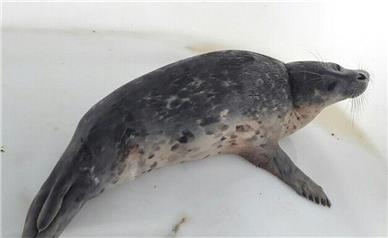 بررسی حفاظت از فوک خزری در اجلاس کاپ ۷