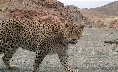 ثبت تصویر پلنگ ایرانی در توران شاهرود/ طبیعت نفس می‌کشد