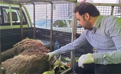 خرس زخمی دنا تلف شد