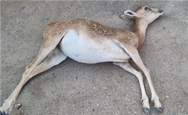 دستگیری شکارچیانی که در شاهرود، یک راس میش شکار کردند