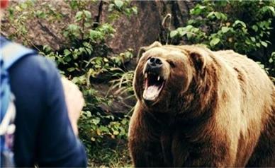 بلایی که یک خرس سر دامدار مازندرانی آورد