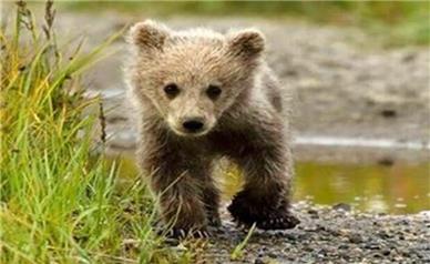 سرنوشت توله خرس گمشده در پردیسان به کجا کشید؟