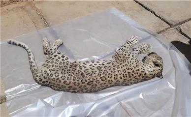 مرگ ۲ پلنگ ایرانی در قزوین