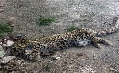 مرگ یک قلاده پلنگ در چمستان نور