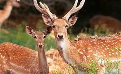 تشکیل یک کمیته برای گوزن زرد ایرانی