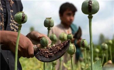 احتمال کشت رسمی مواد مخدر برای تأمین دارو