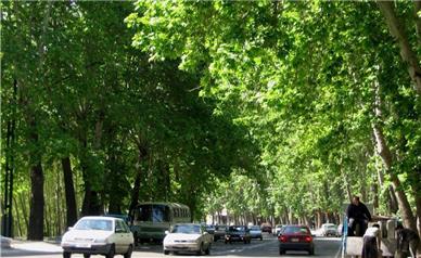 درختان تهران صاحب شناسنامه الکترونیکی می شوند