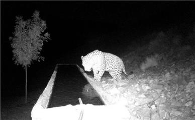 پلنگ جدید شناسایی‌ شده به نام «دماوند»